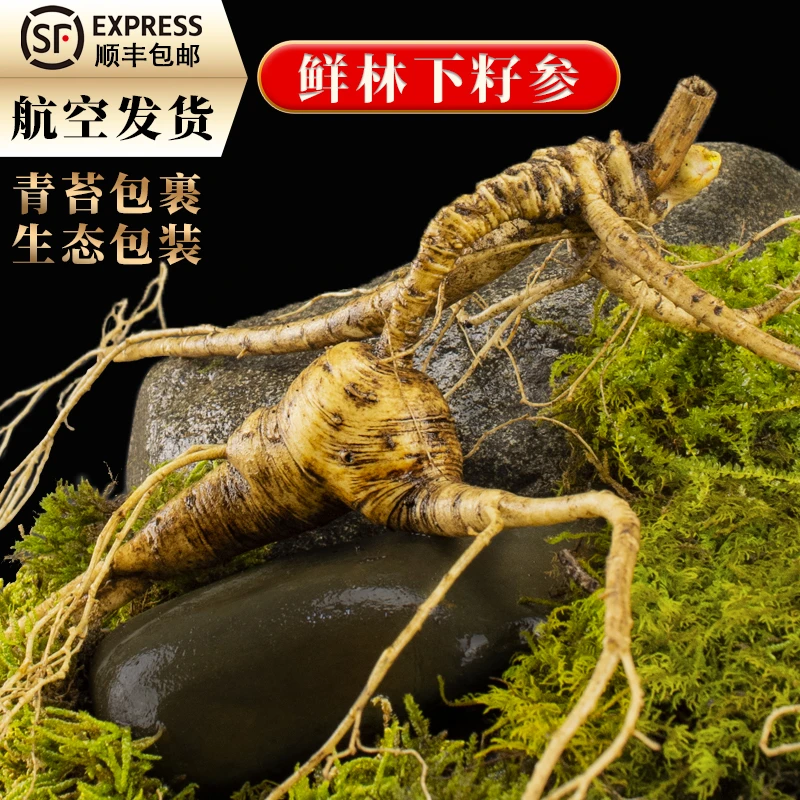 长白山林下山参煲汤泡酒