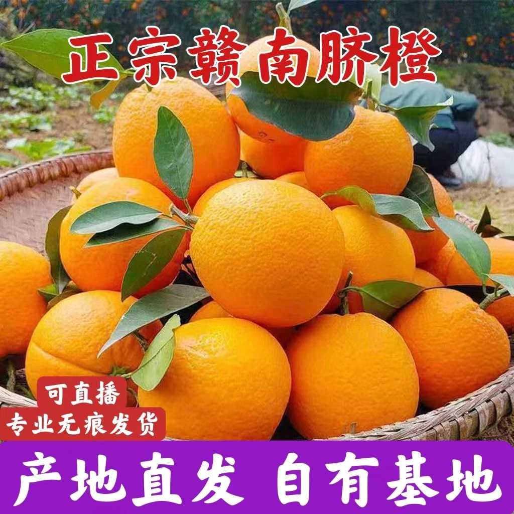 正宗江西赣南脐橙 现摘现发自家果园