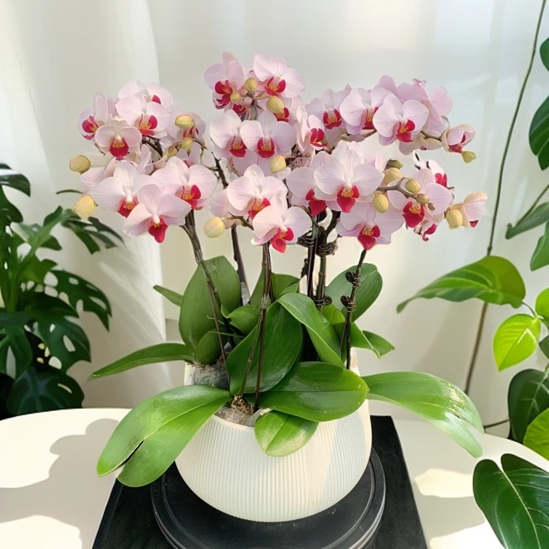 【貂蝉】-梦茜儿的花坊-欧品蝴蝶兰耐养绿植带花带花苞开花株