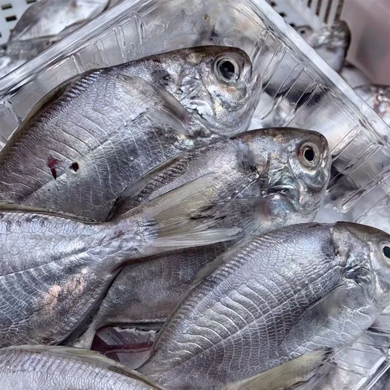 惠来浅脚竹排海织鱼南昌鱼惠来浅脚竹排乌脐鱼肉鲳鱼5盒省内包邮