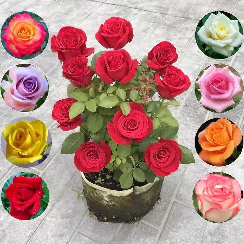 五颗玫瑰花盆栽裸根花卉植物室内室外切花四季开花混色品种随机