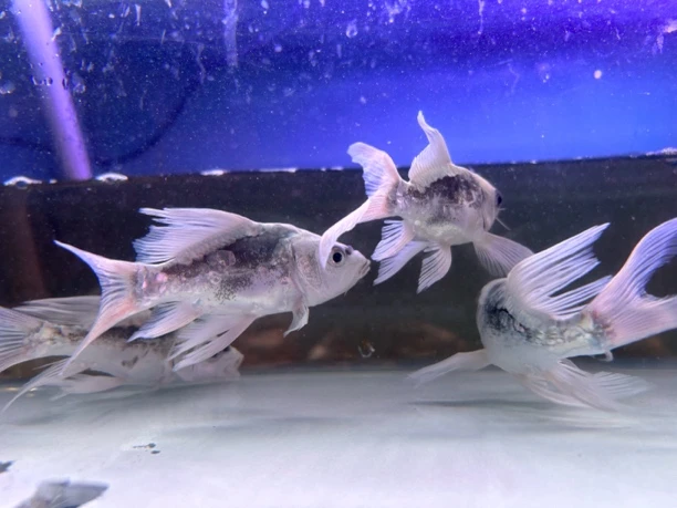 蝴蝶鲤德系玛雅球体大尾懒人养冷淡水观赏鱼