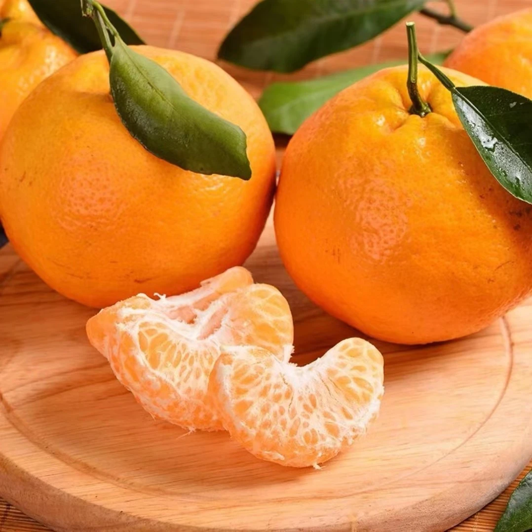 正宗四川春见耙耙柑4.5斤装果肉分明饱满当季丑八怪柑橘粑粑柑