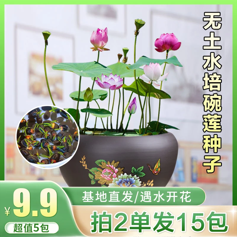 无土水培碗莲种子盆栽水养生简单易种睡莲荷花四季开花