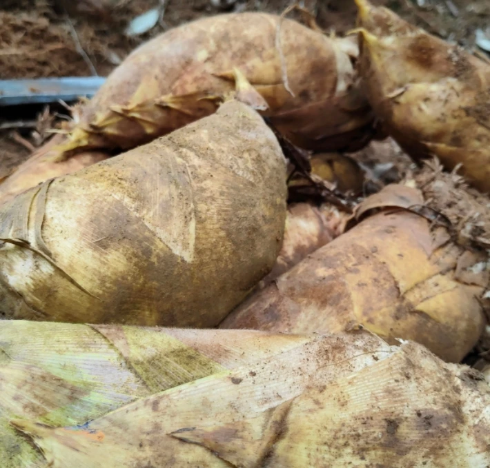 书记助农直播间农家自挖本地冬笋