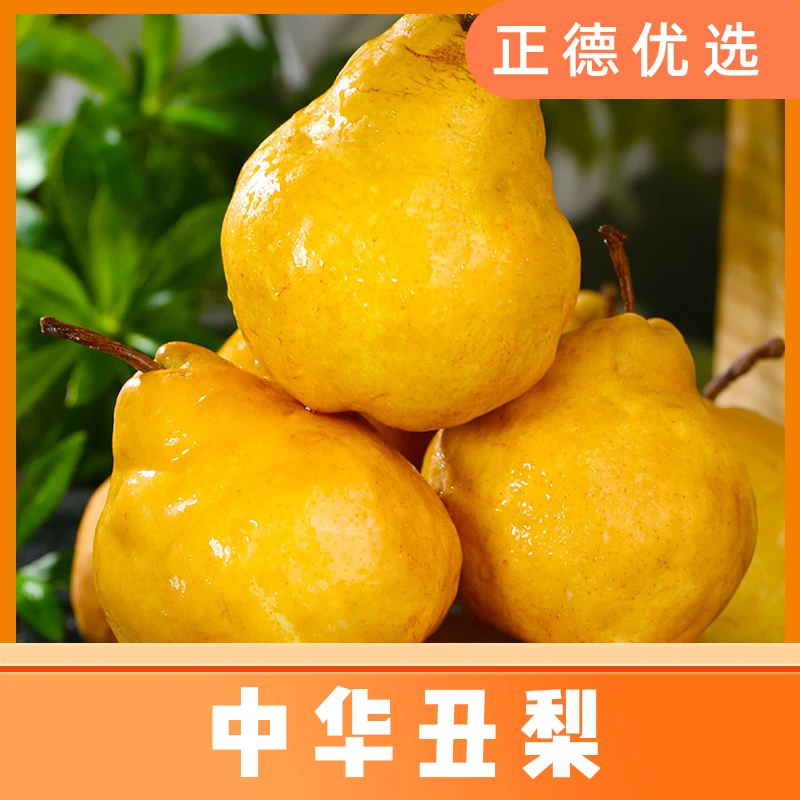 【中华丑梨】正宗山东烟台梨水果软糯多汁太婆梨啤梨4.5斤装 S