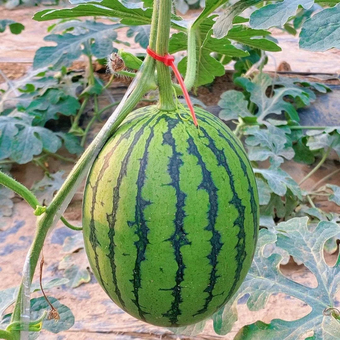 北京大兴庞各庄小西瓜L600手撕西瓜小吊瓜,整箱2个6-7斤,顺丰包邮送货上门
