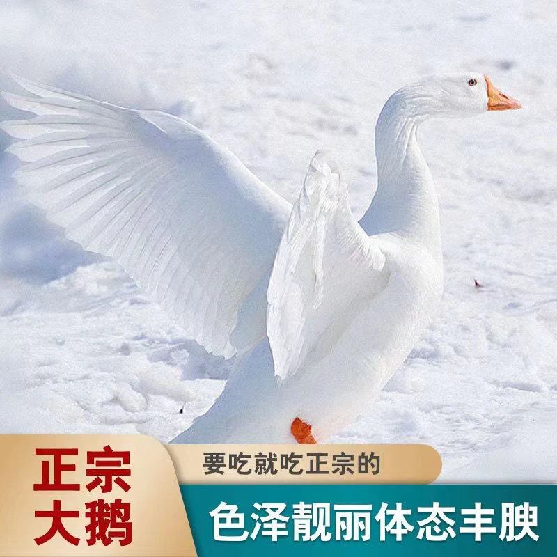 农家大白鹅整只新鲜现宰现发净膛净重5-6斤顺丰冷链