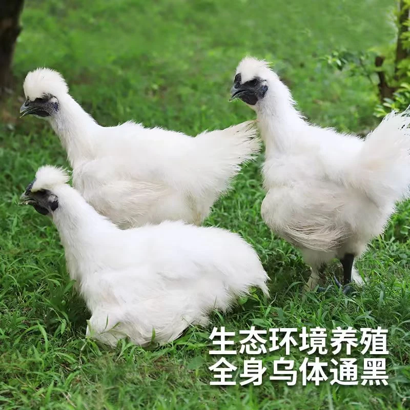 煲汤乌鸡滋补新鲜现杀【拍一发四】到手4只净膛净重6-6.5斤顺丰包邮