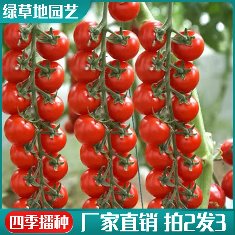 【拍2发3】瀑布番茄种子串收圣女果小西红柿四季易种植水果蔬菜种子
