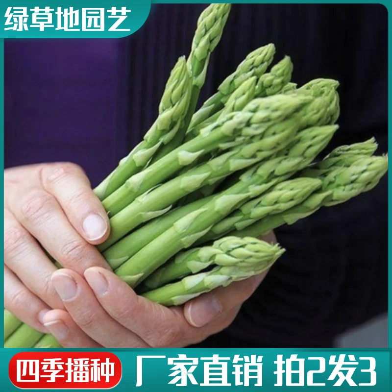 【拍2发3】绿芦笋种子四季高产盆栽蔬菜种苗孑简单易种多年生长耐寒