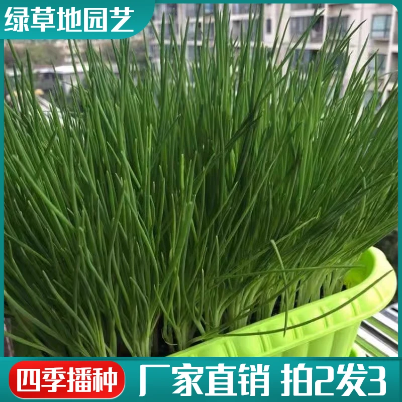 【拍2发3】四季小香葱小分葱小葱种子阳台盆栽农家庭院种植蔬菜种子