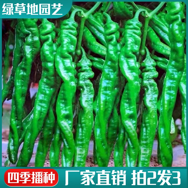 【拍2发3】香辣螺丝椒种子高产特大巨陇椒四季庭院阳台盆栽蔬菜种子