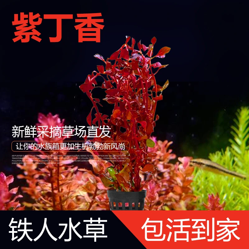 紫红丁香中后景草缸生命之树红树景打头草水下叶可粘沉木