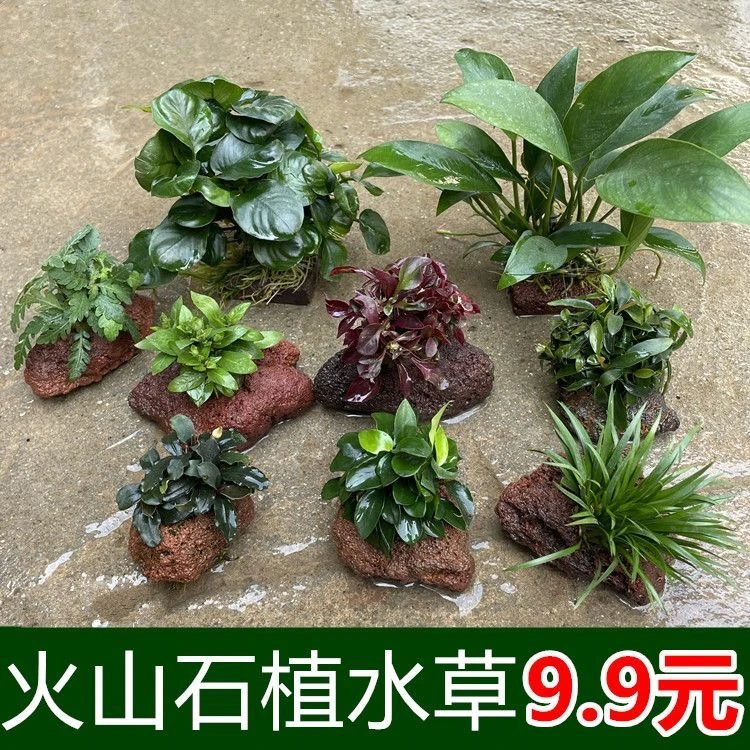 水草植物小鱼缸造景全套餐真装饰净化水蜈蚣草懒人阴性火山石水草