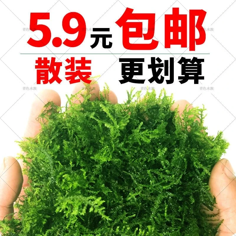 鱼缸莫斯水草植物活体慕斯片散装莫丝树球沉木大三角垂泪前景造景