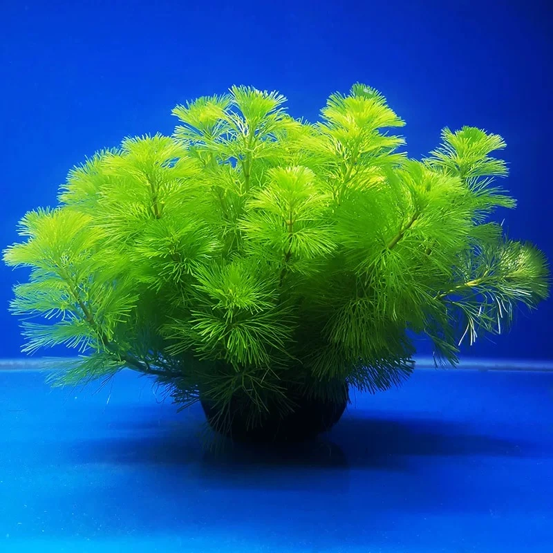 鱼之城绿菊坨红菊坨草鱼缸观赏真水草活体简单造景水草下缸即成景