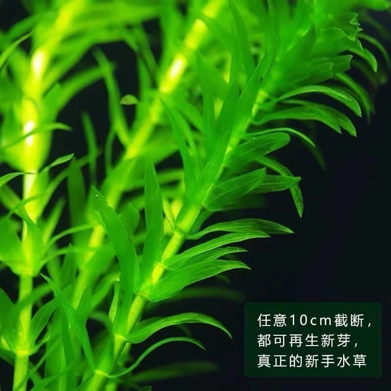 淡水水草绿植物鱼缸装饰新手懒人真水草净化水质耐养蜈蚣草增氧