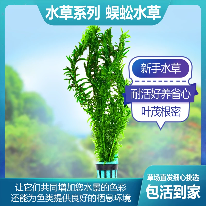 真水草绿菊蜈蚣草金鱼藻净水植物冷水鱼缸造景活体入门好养活植物