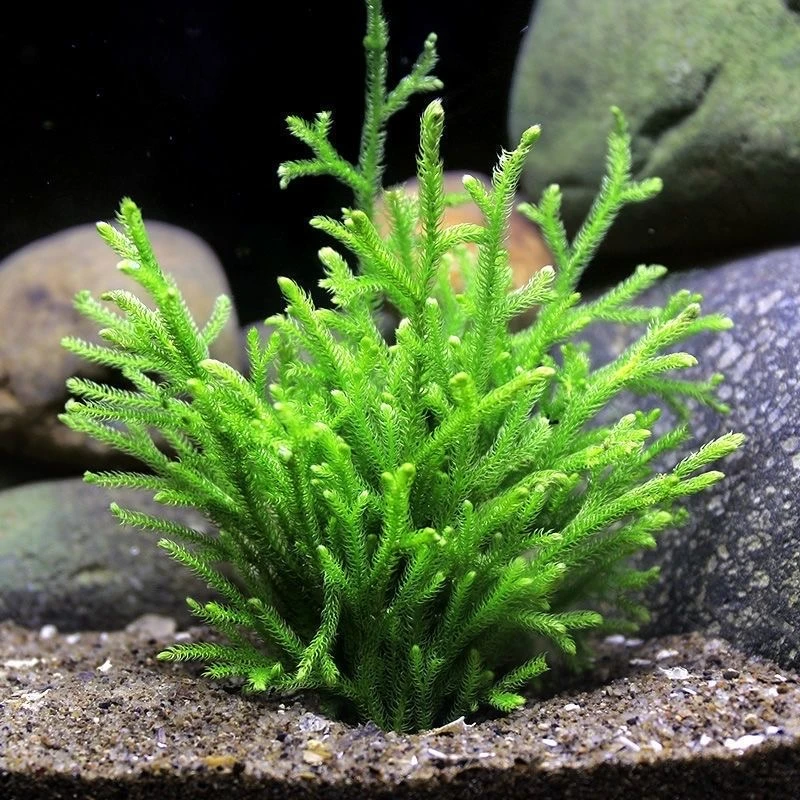 鹿角榕懒人水草植物活体淡水无土耐低温苔藓鱼缸生态瓶雨淋缸造景