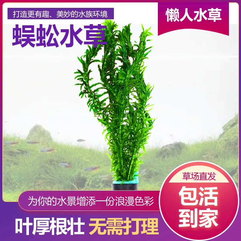 蜈蚣草净水植物淡水养鱼缸水草活草鱼草净化水质好养易活水芙蓉