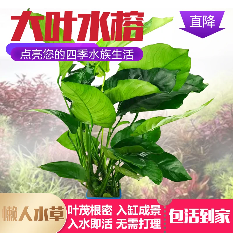 阴性水草植物真草增氧懒人水榕沉木易养水榕皇冠活体水草鱼缸造景