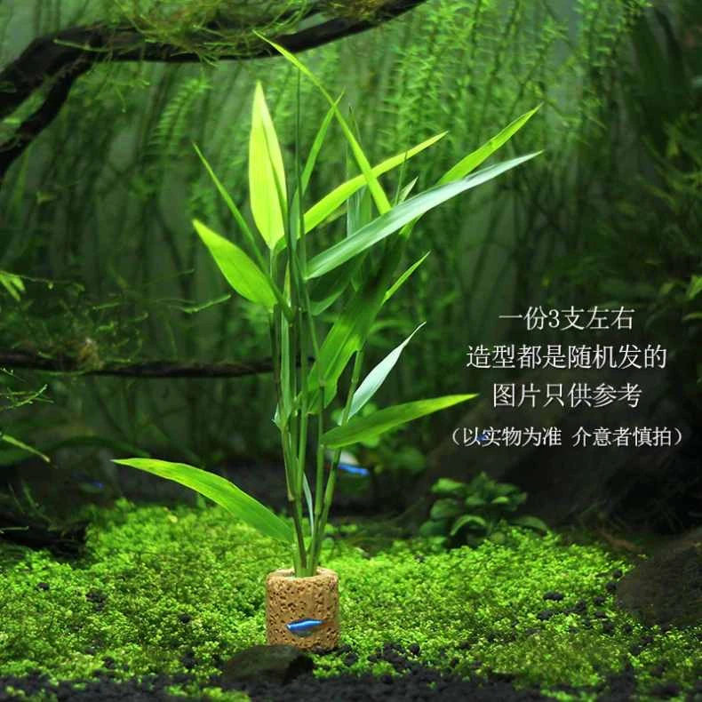 南美水竹青竹水草懒人净水族箱鱼缸定植中后景缸新手好养定植阴性