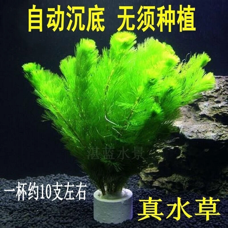 水草九冠蜈蚣草【真水草】好养耐活真水草植物绿菊鱼缸水草造景