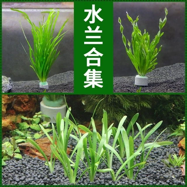 迷你水兰水草苦草椒草原生溪流鱼缸造景套餐懒人阴性水下淡水植物