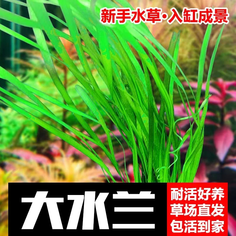 大水兰水草九冠自养水下叶阴性后景草细叶水兰水中扭兰北美水兰