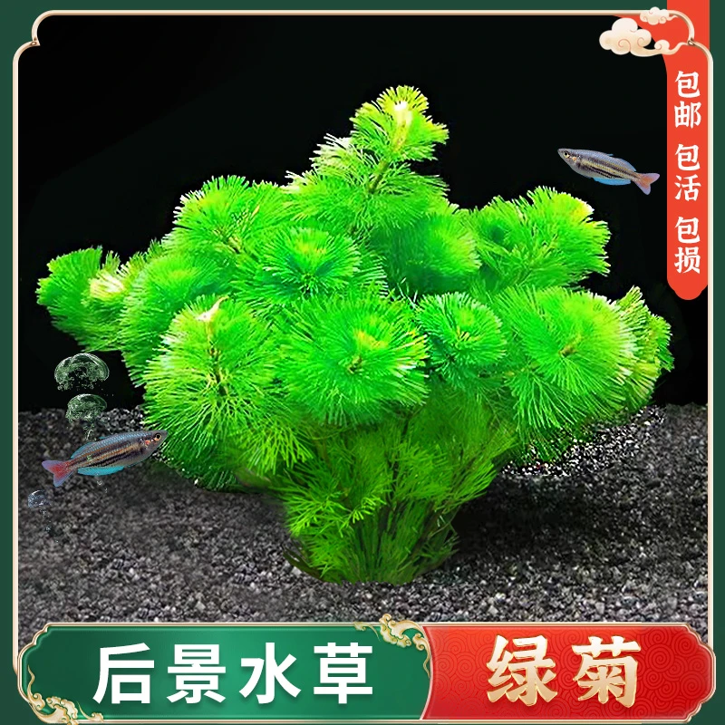 绿菊水草植物活净水真草鱼缸水草造景蜈蚣草阴性草缸新手懒人套餐