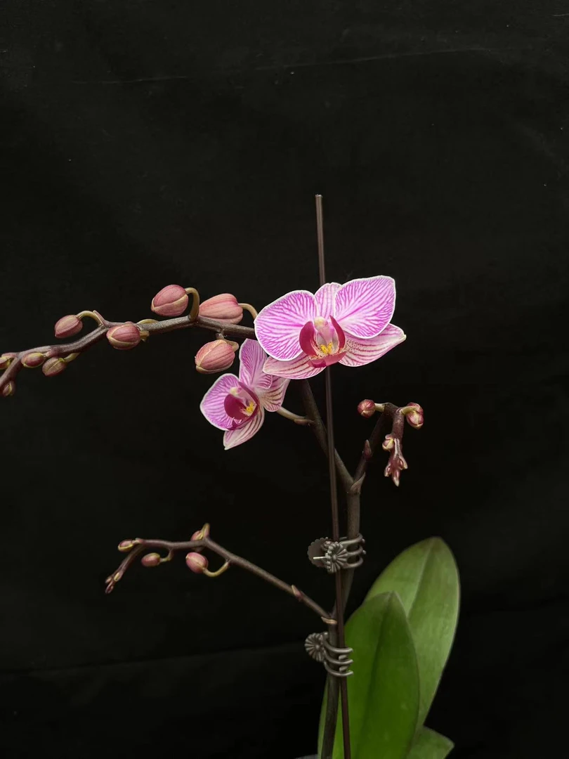 兰蝶汇【圣地亚哥双剑】蝴蝶兰带花发货