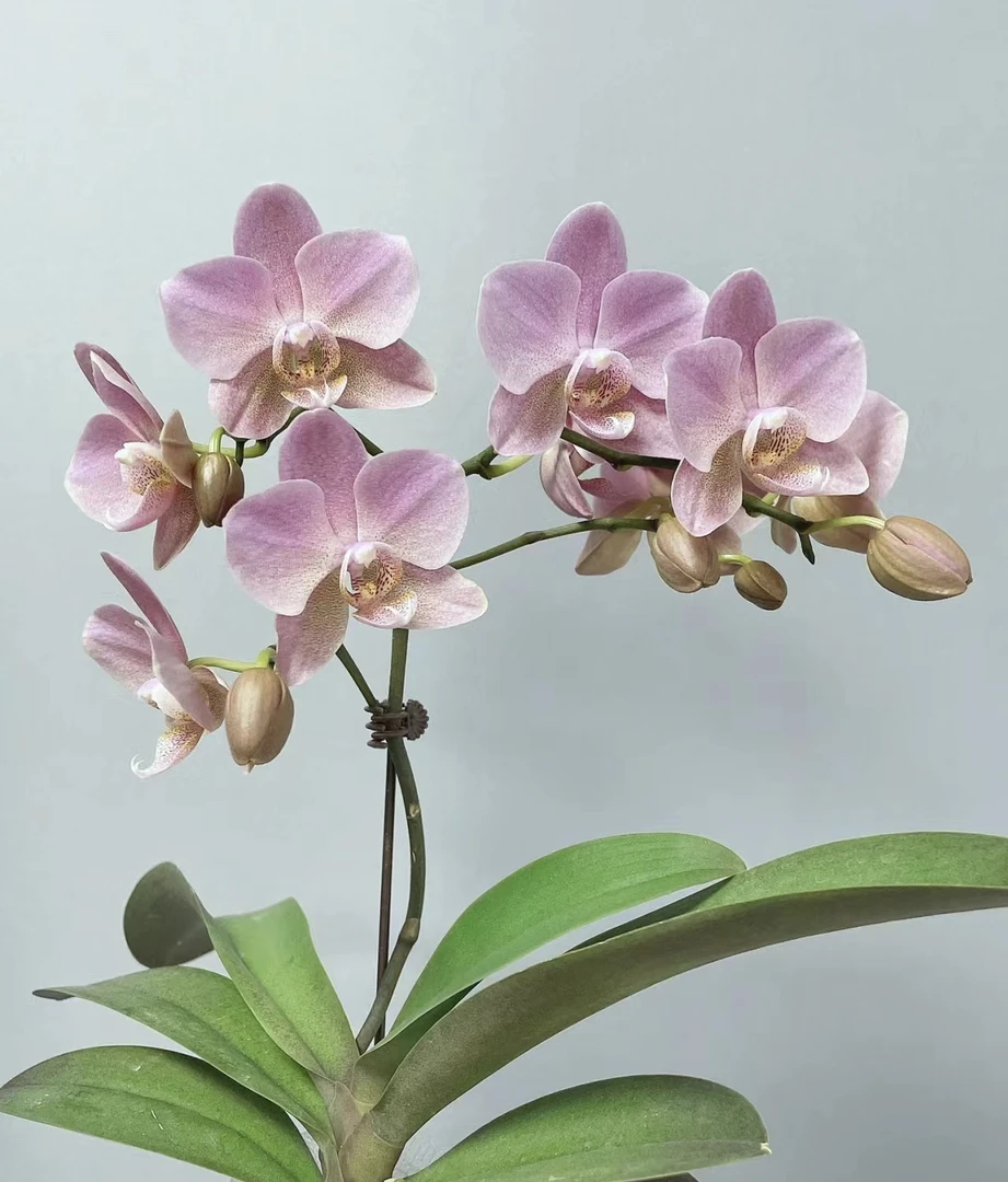 兰蝶汇【特拉维索】蝴蝶兰带花发货室内阳台花