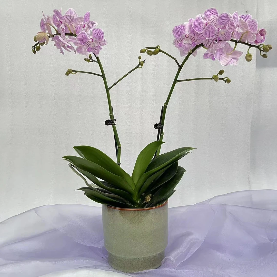 【兰蝶汇】曼塔佩尼达(保双)蝴蝶兰带花带苞室内阳台桌面绿植花卉