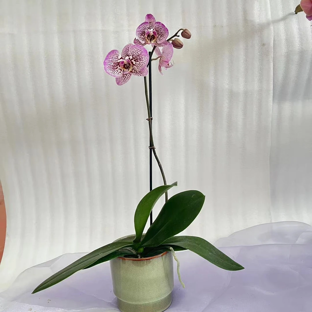兰蝶汇【安道尔无售后】蝴蝶兰带花发货室内阳台桌面绿植花卉