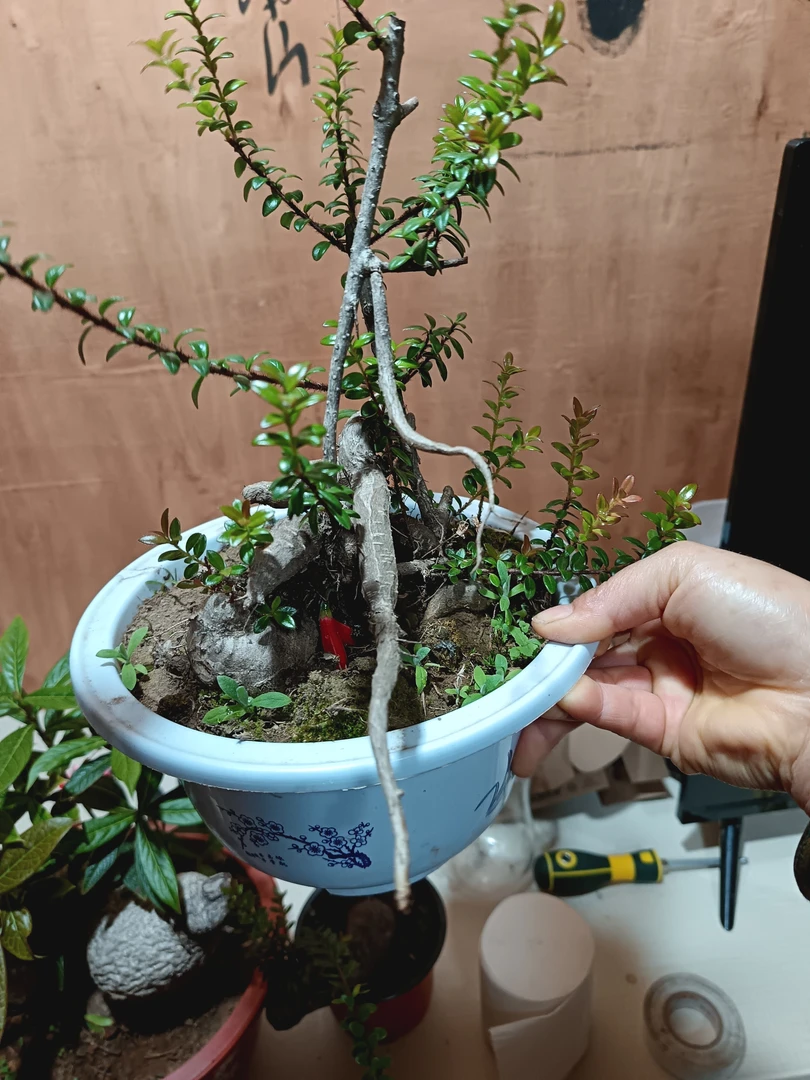 红花米叶树萝卜，四季常青不落叶，观花观果观叶好养易成活