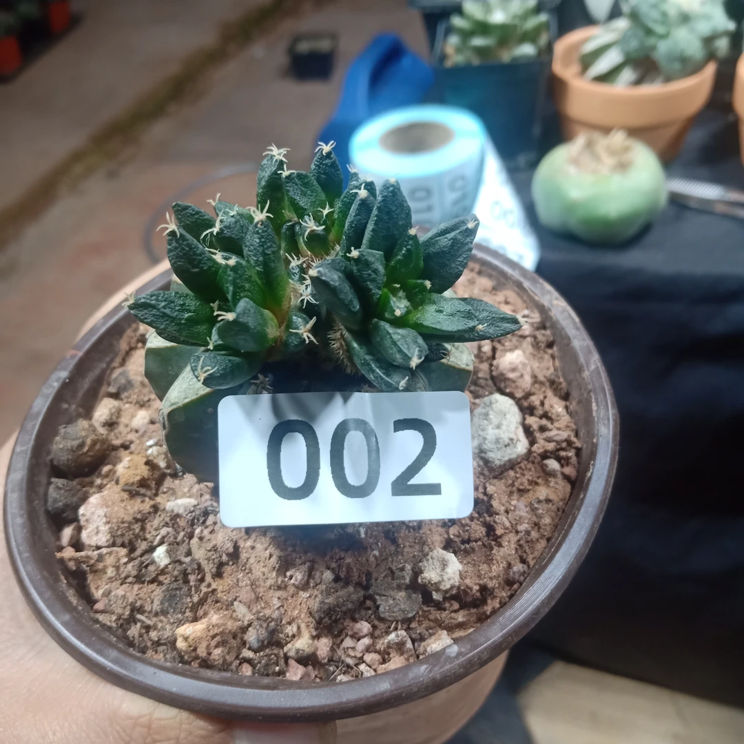 002仙人球苗接五头