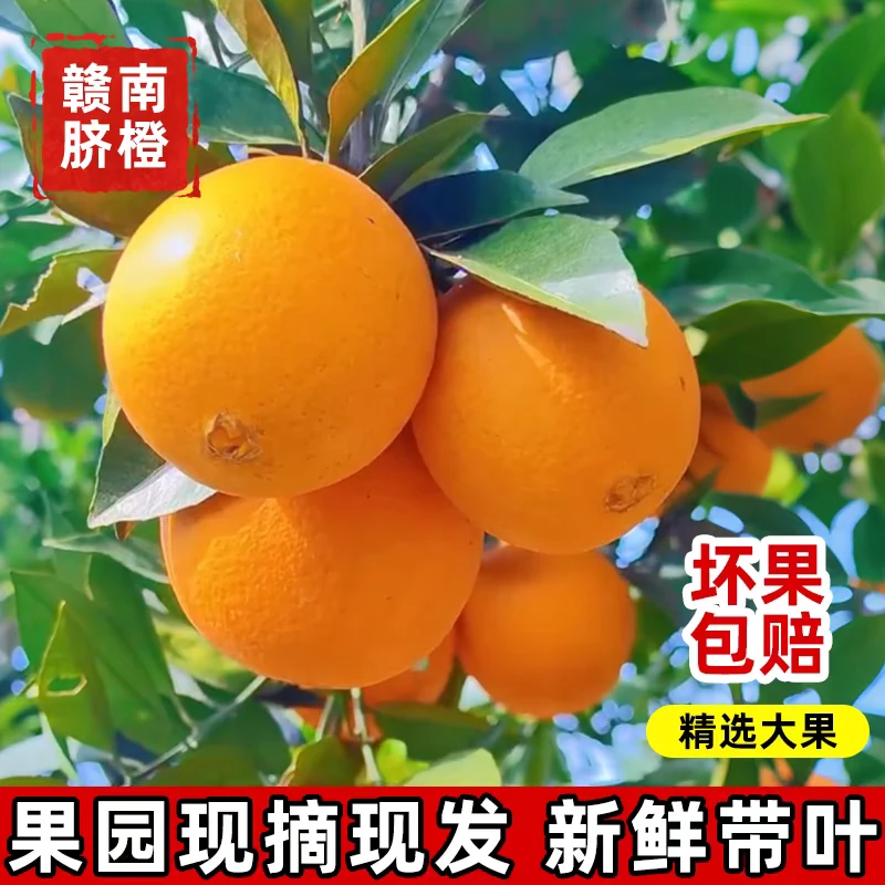 正宗赣南脐橙当季孕妇水果新鲜现摘整箱新鲜爆汁