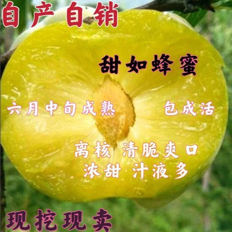 蜂糖李子新品种 蜂蜜李子树苗 6月成熟 肉质细清脆爽口当年结果苗