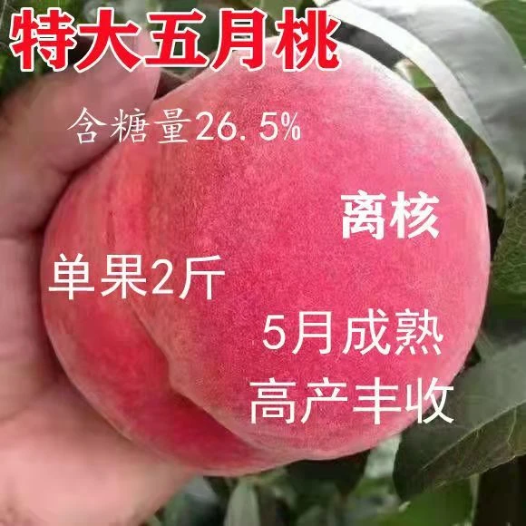 桃树苗嫁接特大新品种五月早熟红桃桃苗地栽盆栽庭院种植当年结果