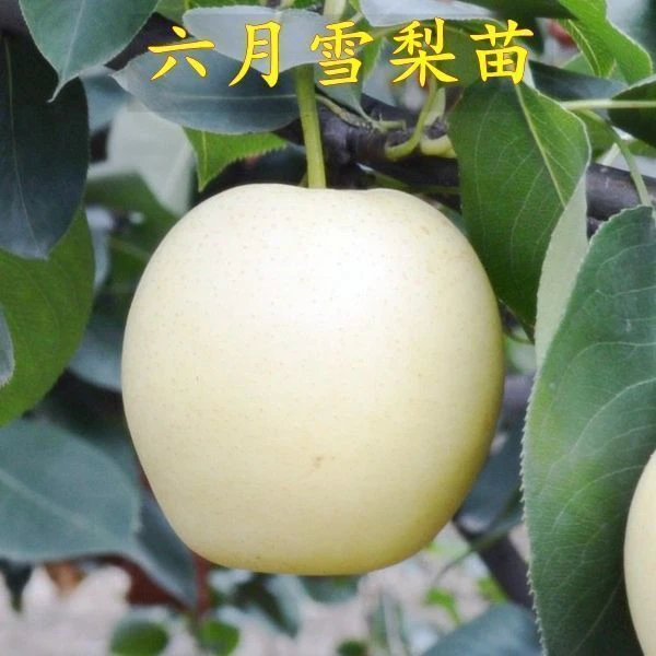早熟梨树苗六月雪梨树苗 南方北方种植地栽盆栽 嫁接梨树苗新品种