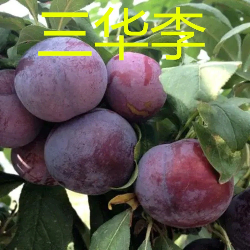 新品种正宗特大早熟嫁接三华李子树苗耐寒红肉李子苗当年结果结果