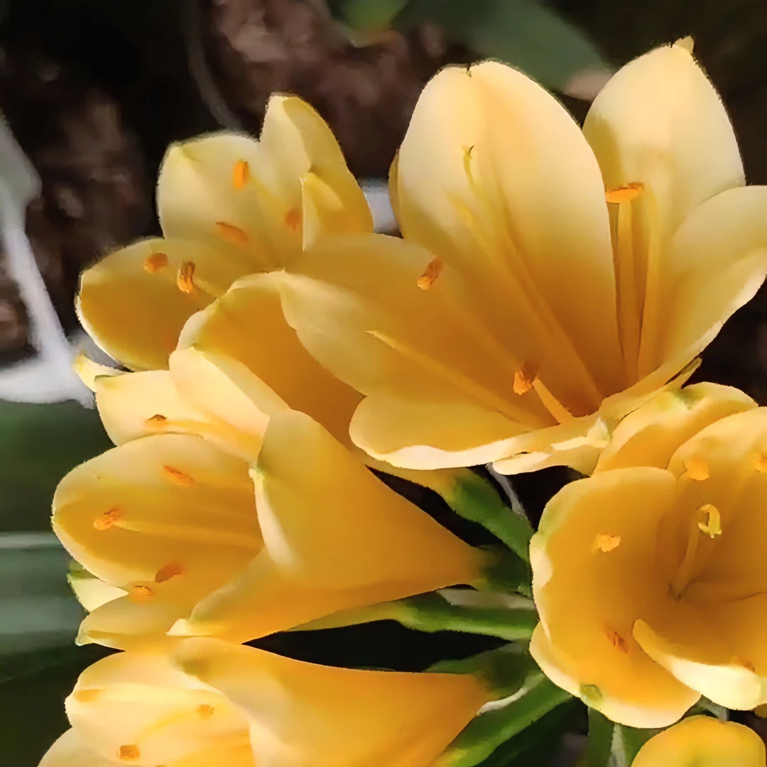 君子兰    一物一拍（主播直播为主，图片仅供欣赏）