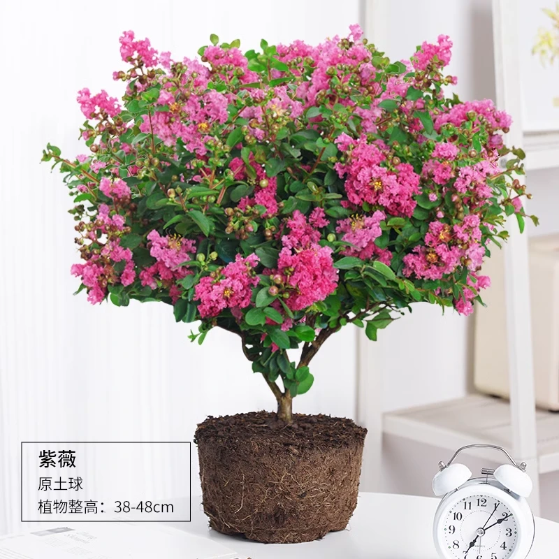 紫薇花盆栽老桩阳台庭院开百日红树苗四季好养耐热植物