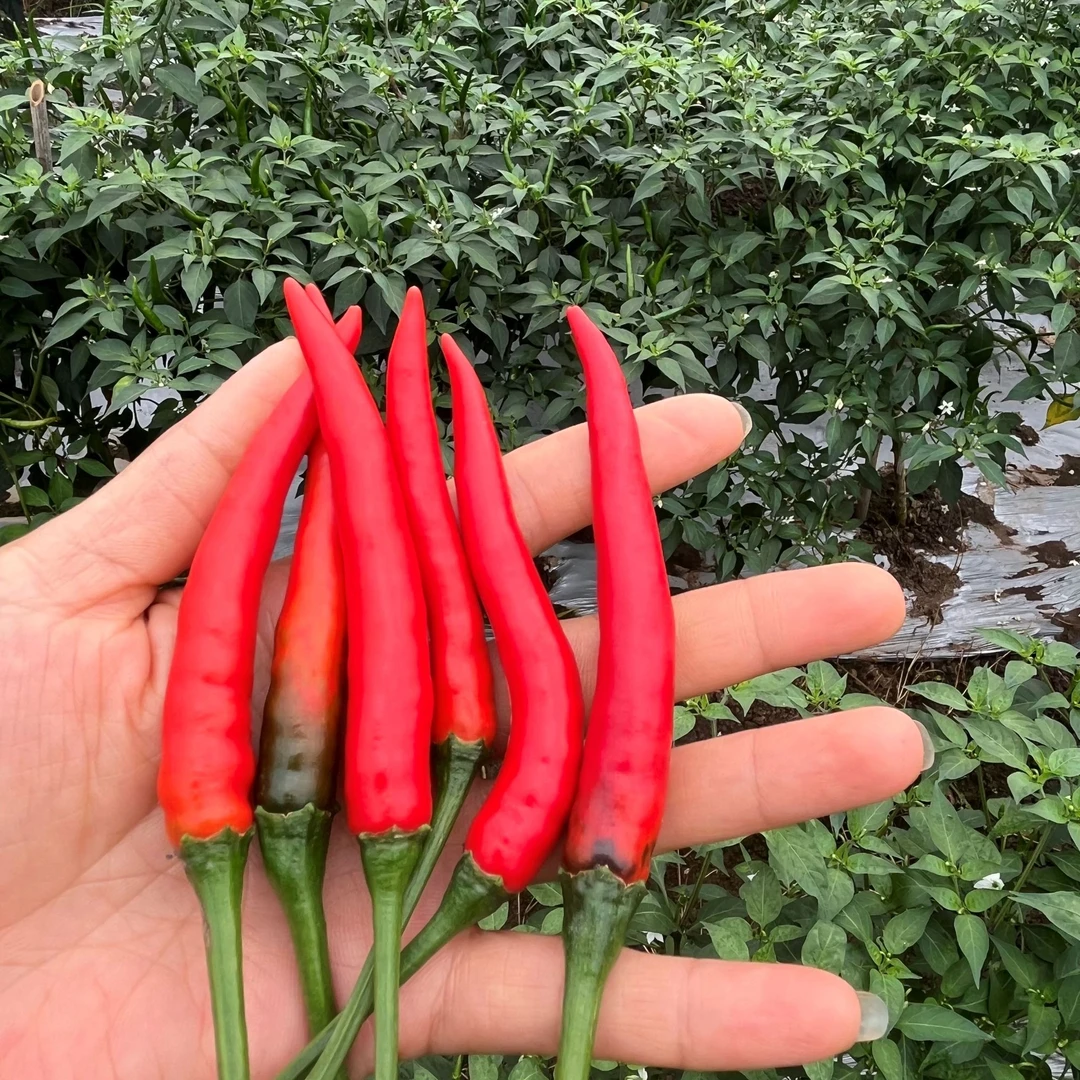 四川农户自家种植新鲜小米椒3斤/5斤/现摘现发包邮小辣椒