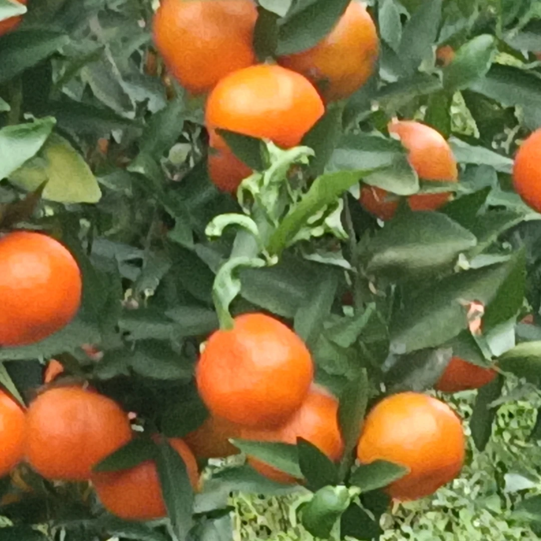 四川乐山农户自家种植现摘小橘子/糖橘/珉珉甜/3斤/5斤包邮