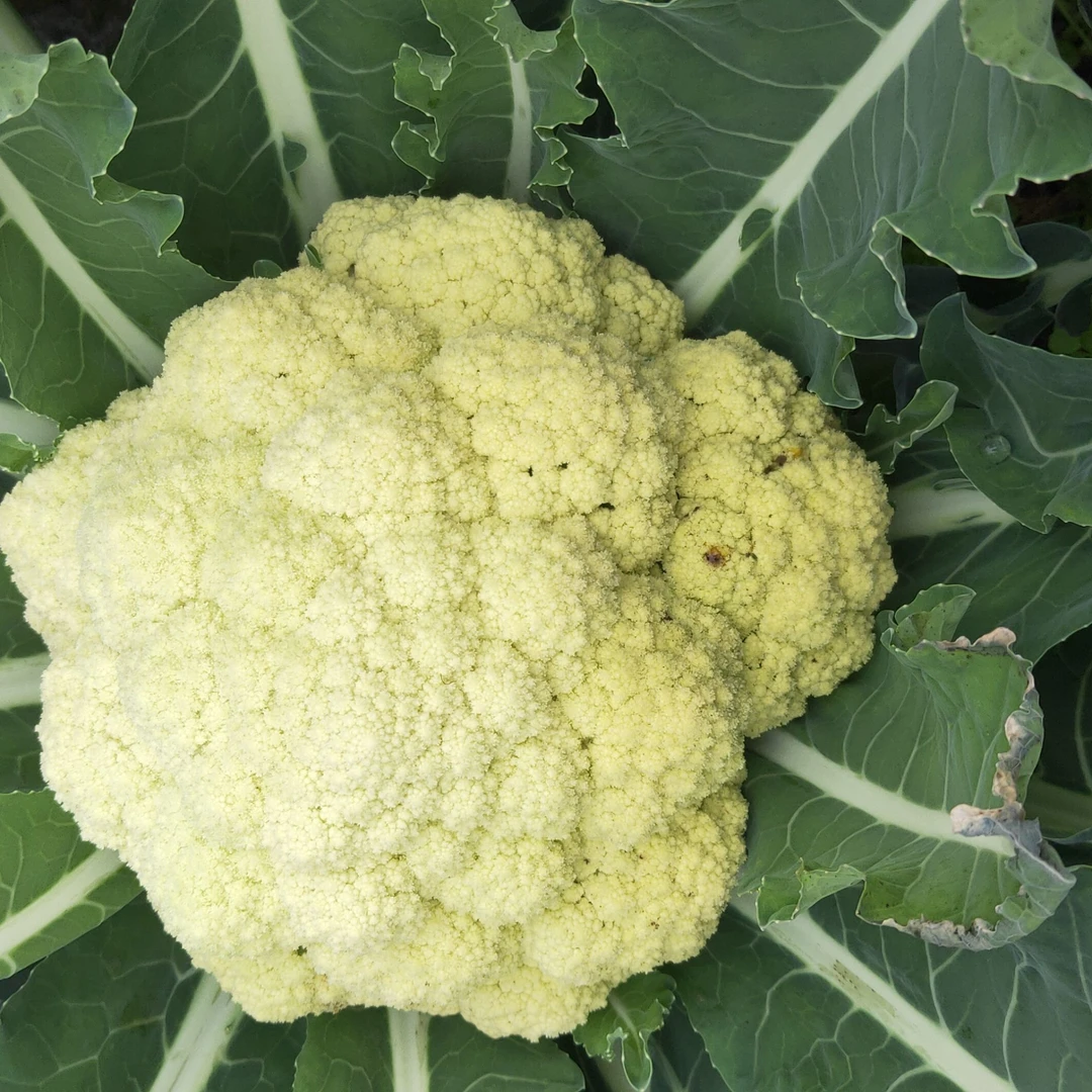 >花菜菜花<[组合&单品]农家自种/露天自然生长/1斤3斤包邮