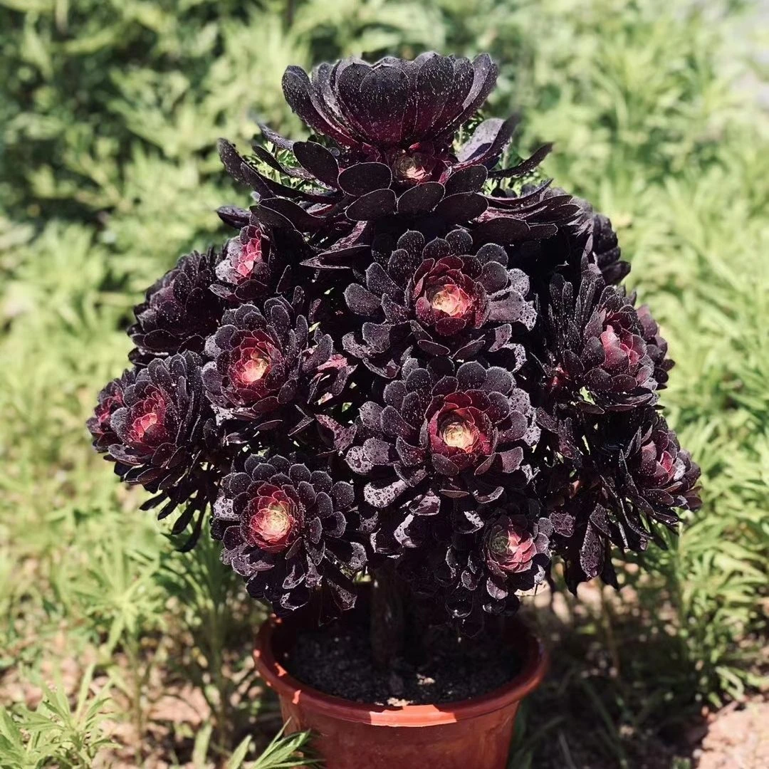 黑铜壶法师多肉植物超大多头法师多肉老桩组合绿植