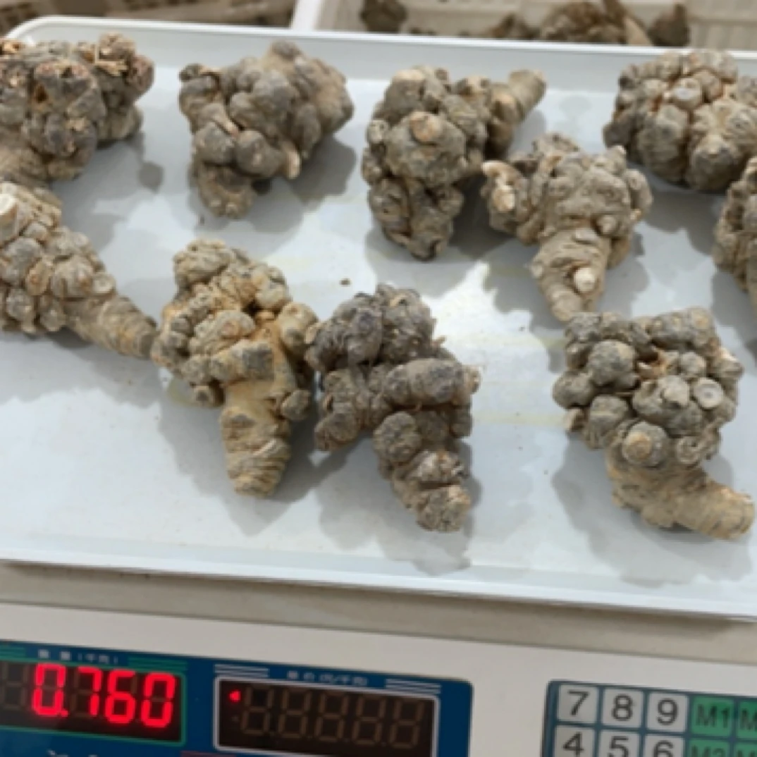 文山特产三七田七滑头精选可代磨粉