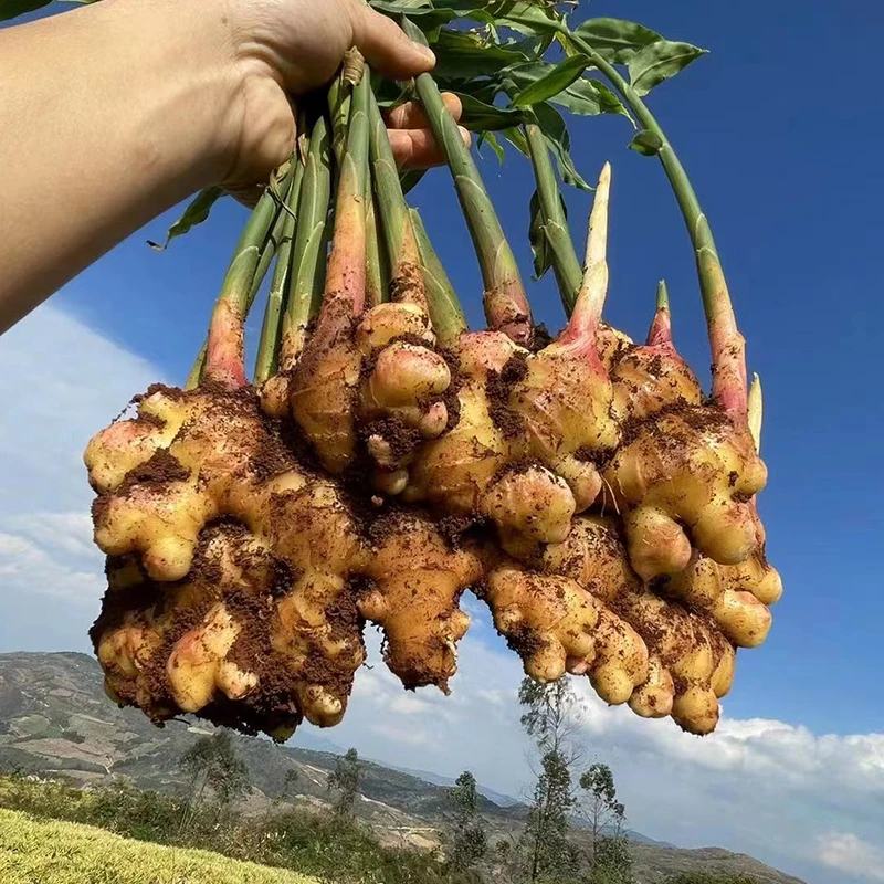 【老姜】云南小黄姜高山新鲜现挖